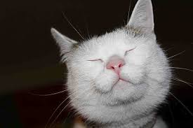 il gatto