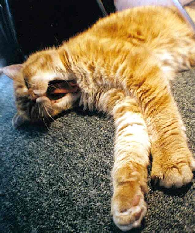 ode al gatto